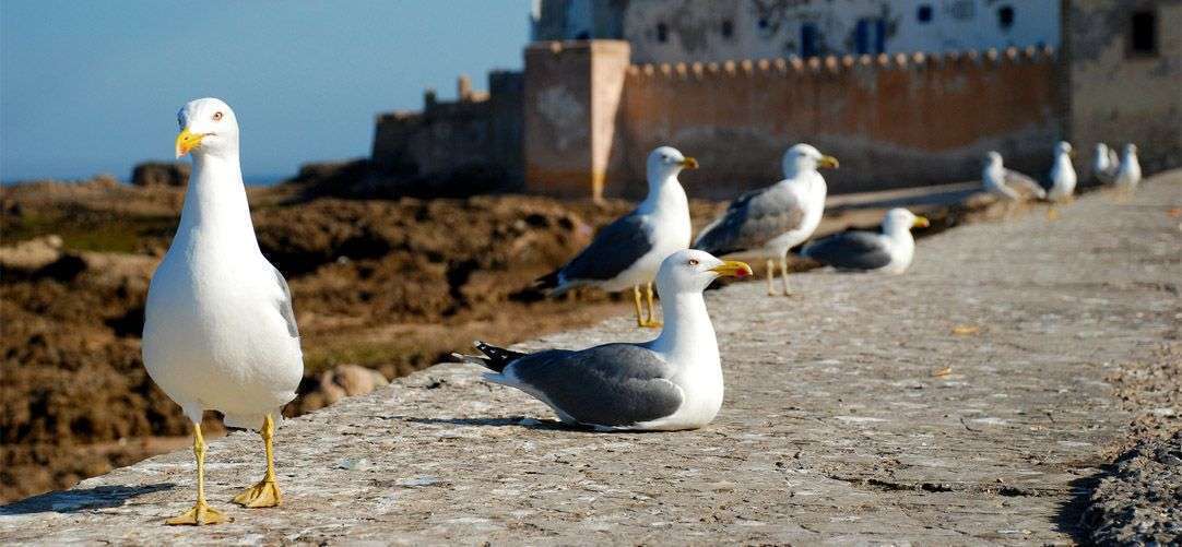 DAY TRIP TO ESSAOUIRA